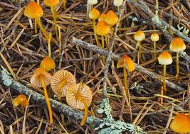 Attēlu rezultāti vaicājumam “Mycena viscosa”