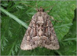 Attēlu rezultāti vaicājumam “Thalpophila matura”