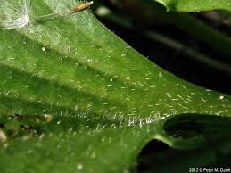 Attēlu rezultāti vaicājumam “Plantago major subsp. intermedia leaf”