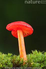 Attēlu rezultāti vaicājumam “Hygrocybe cantharellus”