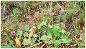 Attēlu rezultāti vaicājumam “Prunella vulgaris leaf”