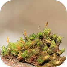 Attēlu rezultāti vaicājumam “Ulota crispa”