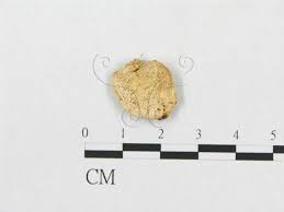 Attēlu rezultāti vaicājumam “Postia undosa”