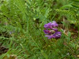 Attēlu rezultāti vaicājumam “Astragalus danicus flower”