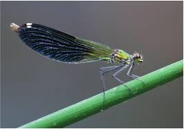 Attēlu rezultāti vaicājumam “Calopteryx splendens”
