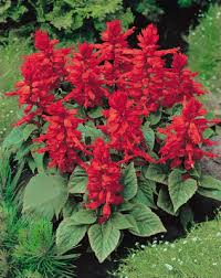 Image result for Salvia splendens