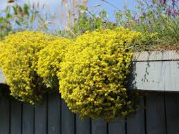 Image result for Mauerpfeffer