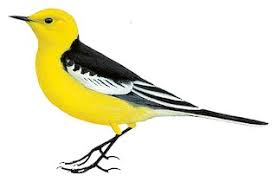 Attēlu rezultāti vaicājumam “Motacilla citreola male”