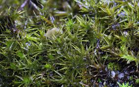 Attēlu rezultāti vaicājumam “Didymodon rigidulus”