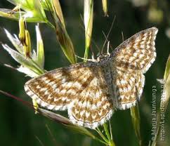 Attēlu rezultāti vaicājumam “Scopula immorata”