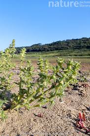 Attēlu rezultāti vaicājumam “Salsola kali”