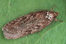 Attēlu rezultāti vaicājumam “Depressaria olerella”