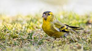 Attēlu rezultāti vaicājumam “Carduelis spinus”