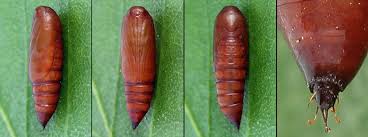 Attēlu rezultāti vaicājumam “Herminia tarsicrinalis”