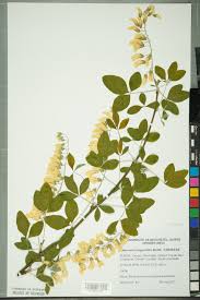 Image result for Laburnum anagyroides
