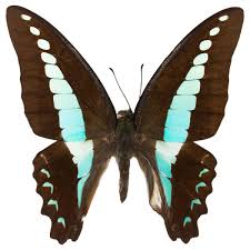 Attēlu rezultāti vaicājumam “Papilionidae”