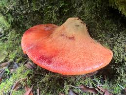 Attēlu rezultāti vaicājumam “Fistulina hepatica”