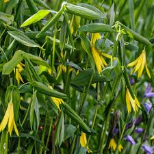 Attēlu rezultāti vaicājumam “Uvularia grandiflora”