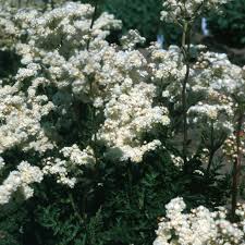 Attēlu rezultāti vaicājumam “Filipendula vulgaris”