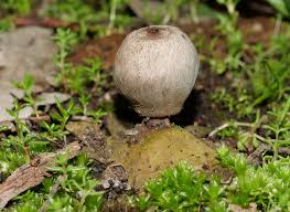 Attēlu rezultāti vaicājumam “Geastrum minimum”