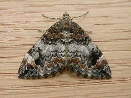 Attēlu rezultāti vaicājumam “Dysstroma truncata”