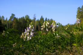 Attēlu rezultāti vaicājumam “Vicia sylvatica flower”