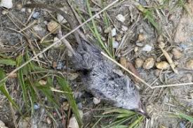 Attēlu rezultāti vaicājumam “Sorex sp.”