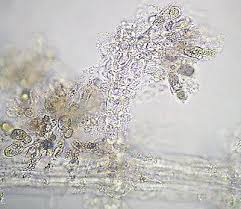 Attēlu rezultāti vaicājumam “Batrachospermum moniliforme”