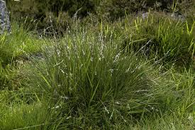 Attēlu rezultāti vaicājumam “Nardus stricta flower”