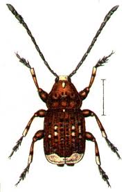 Attēlu rezultāti vaicājumam “Platystomos albinus”