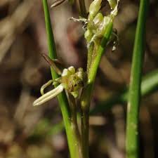 Attēlu rezultāti vaicājumam “Scheuchzeria palustris fruit”