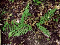 Attēlu rezultāti vaicājumam “Dryopteris cristata”