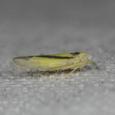 Attēlu rezultāti vaicājumam “Edwardsiana geometrica”