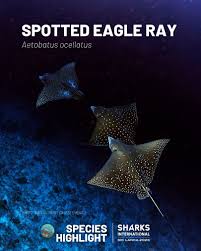 Image result for Aetobatus ocellatus