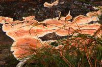 Attēlu rezultāti vaicājumam “Gloeoporus taxicola”