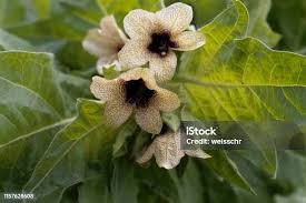 Attēlu rezultāti vaicājumam “Hyoscyamus niger flower”