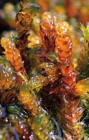 Attēlu rezultāti vaicājumam “Scorpidium scorpioides”