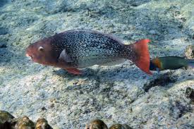 Image result for Scarus rubroviolaceus