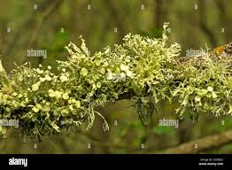 Attēlu rezultāti vaicājumam “Ramalina fastigiata”