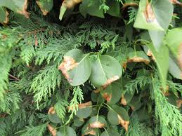 Attēlu rezultāti vaicājumam “Gracillaria syringella imago”