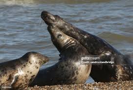 Image result for Halichoerus grypus