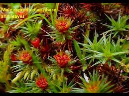 Attēlu rezultāti vaicājumam “Polytrichum juniperinum sporophyte”