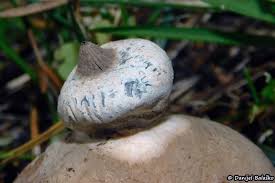 Attēlu rezultāti vaicājumam “Geastrum minimum”