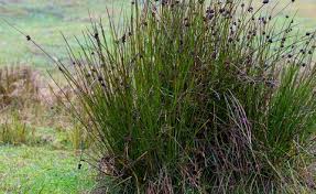 Attēlu rezultāti vaicājumam “Schoenoplectus lacustris subsp. glaucus bud”