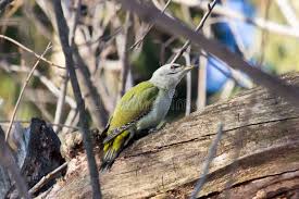 Attēlu rezultāti vaicājumam “Picus canus female”