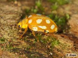 Attēlu rezultāti vaicājumam “Halyzia sedecimguttata”