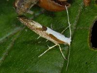 Attēlu rezultāti vaicājumam “Argyresthia pruniella”