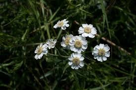 Attēlu rezultāti vaicājumam “Achillea ptarmica leaf”