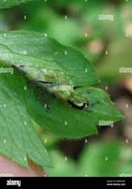 Attēlu rezultāti vaicājumam “Urocystis anemones spores”