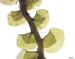 Attēlu rezultāti vaicājumam “Scapania irrigua”